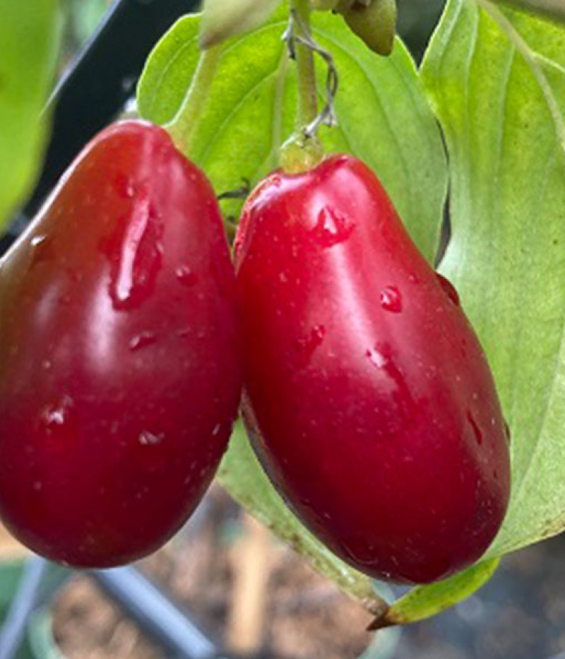 Drieň obyčajný (Cornus mas) KAZALNAK - Tutifruti SK