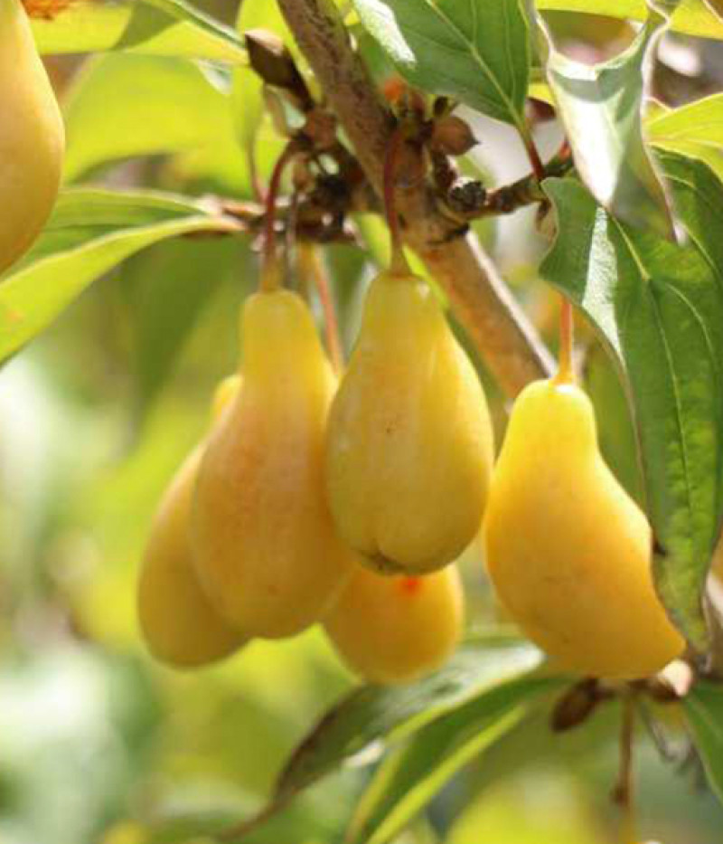 Drieň obyčajný (Cornus mas) NEŽNYJ - Tutifruti SK