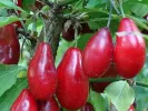 Cornelian Cherry Dogwood (Cornus mas) PERVENETS - Tutifruti SK