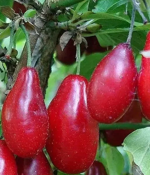 Cornelian Cherry Dogwood (Cornus mas) PERVENETS