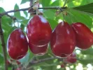 Cornelian Cherry Dogwood (Cornus mas) SHAN - Tutifruti SK
