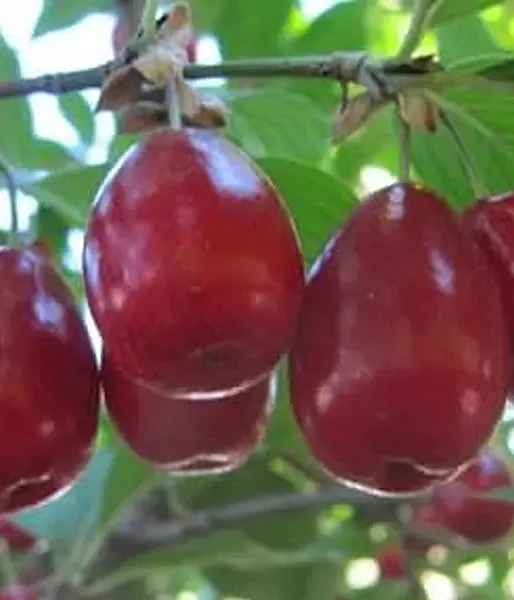 Cornelian Cherry Dogwood (Cornus mas) SHAN