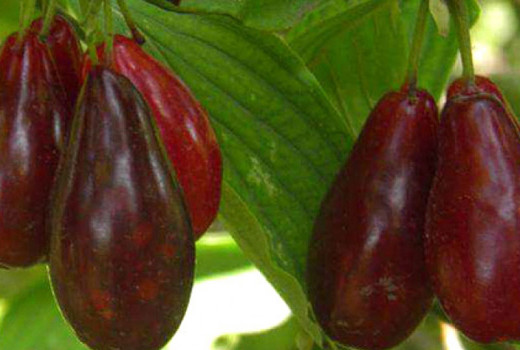 Drieň ako liek: Vedecky potvrdené účinky od cukrovky až po ochranu srdca