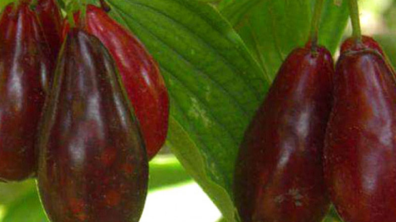 Drieň ako liek: Vedecky potvrdené účinky od cukrovky až po ochranu srdca