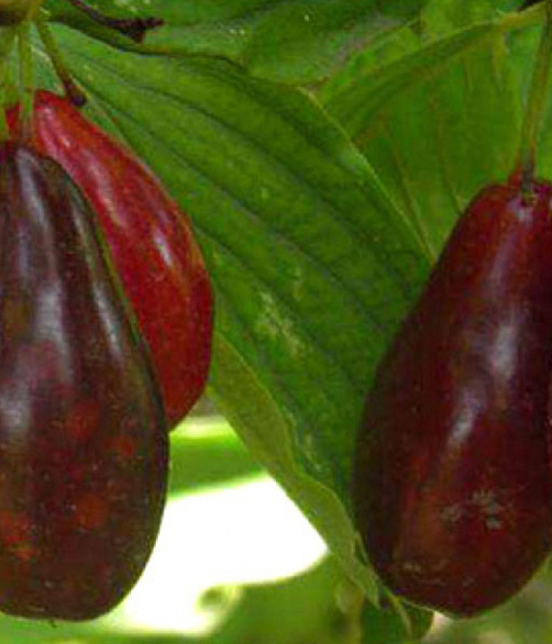 Drieň obyčajný (Cornus mas) SULIA - Tutifruti SK