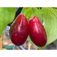 Cornelian Cherry Dogwood (Cornus mas) BOLESTRASZYCKI®