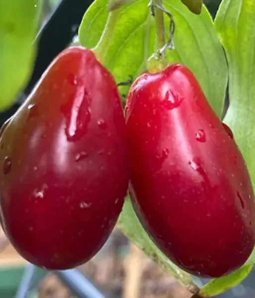Drieň obyčajný (Cornus mas) BOLESTRASZYCKI® - Tutifruti SK