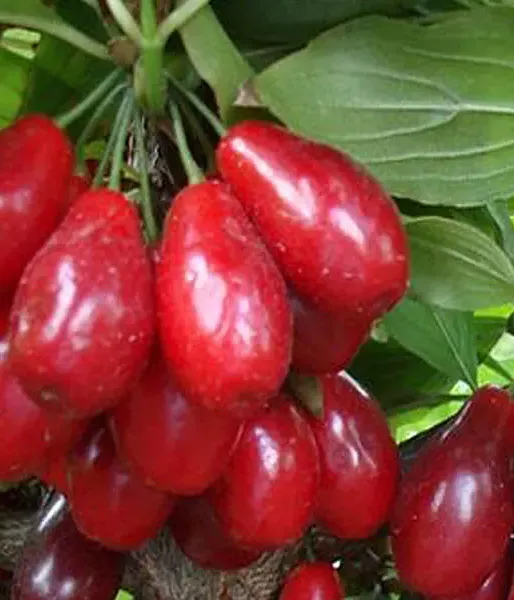 Drieň obyčajný (Cornus mas) BYLDA