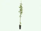 Drieň obyčajný (Cornus mas) EKZOTYČNYJ® - Tutifruti SK