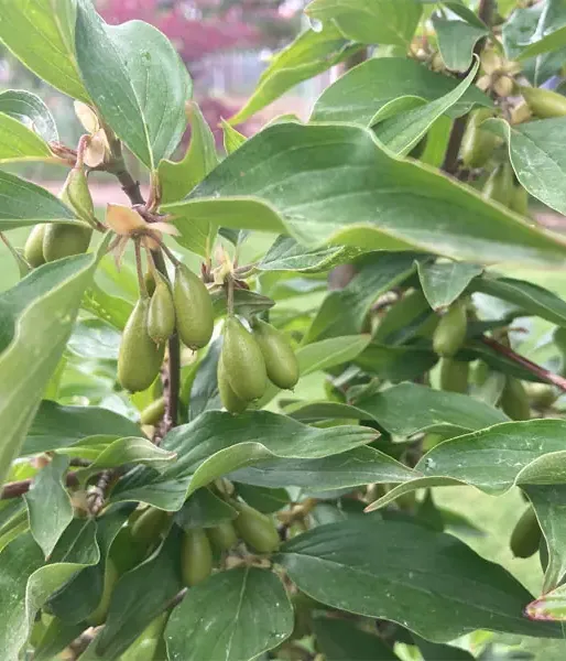 Drieň obyčajný (Cornus mas) EKZOTYČNYJ® - Tutifruti SK