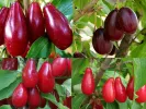 DOGWOOD Rare Fruit Tree Collection 4 plants - Tutifruti SK
