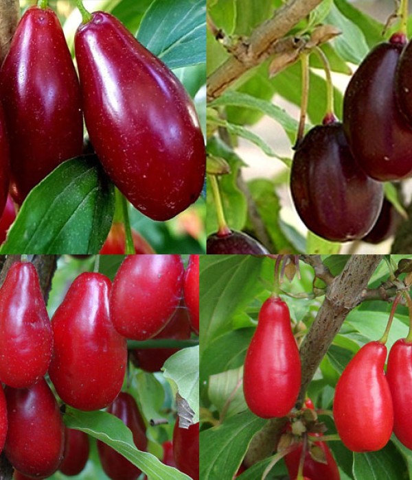 Kolekcia vzácnych ovocných stromov DRIEŇ VEĽKOPLODÝ 4 rastliny