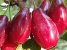 Drieň obyčajný (Cornus mas) EKZOTYČNYJ® - Tutifruti SK