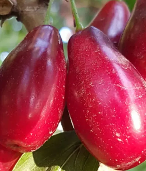 Drieň obyčajný (Cornus mas) EKZOTYČNYJ® - Tutifruti SK