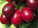 Drieň obyčajný (Cornus mas) RADOSŤ - Tutifruti SK