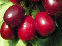 Cornelian Cherry Dogwood (Cornus mas) FLORINKA