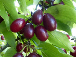Cornelian Cherry Dogwood (Cornus mas) FRUCHTAL