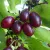 Cornelian Cherry Dogwood