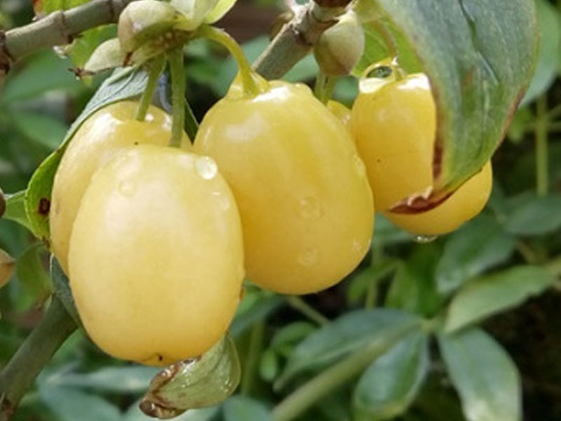 Drieň obyčajný (Cornus mas) Jantarnyj