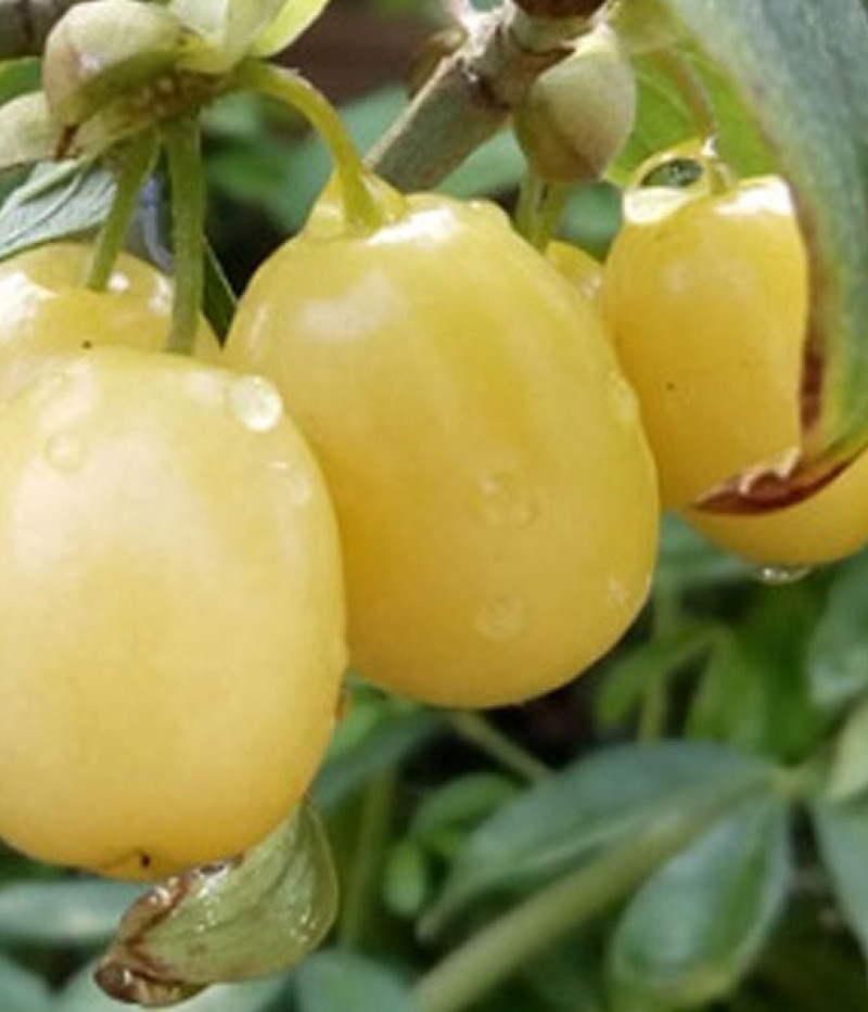 Drieň obyčajný (Cornus mas) Jantarnyj - Tutifruti SK