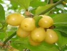 Cornelian Cherry Dogwood (Cornus mas) ALJOSA - Tutifruti SK