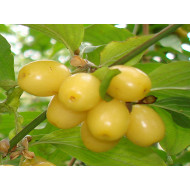 Cornelian Cherry Dogwood (Cornus mas) ALJOSA