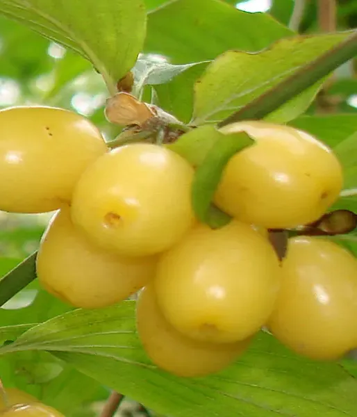 Cornelian Cherry Dogwood (Cornus mas) ALJOSA