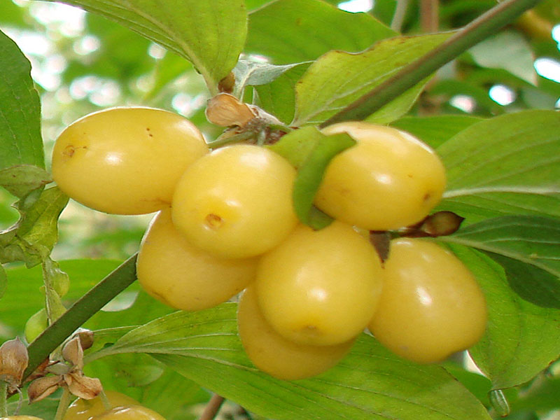 Drieň obyčajný (Cornus mas) ALJOŠA