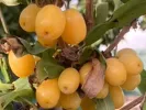 Drieň obyčajný (Cornus mas) Jantarnyj - Tutifruti SK