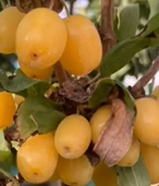 Cornelian Cherry Dogwood (Cornus mas) Jantarnyj