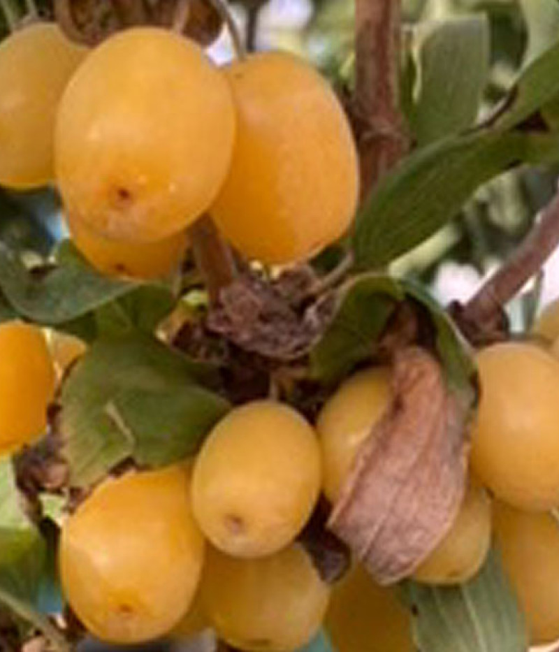 Drieň obyčajný (Cornus mas) Jantarnyj - Tutifruti SK