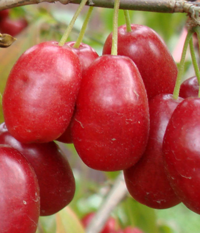 Drieň obyčajný (Cornus mas) YEVGENIA - Tutifruti SK