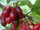 Cornelian Cherry Dogwood (Cornus mas) KOSTIA - Tutifruti SK