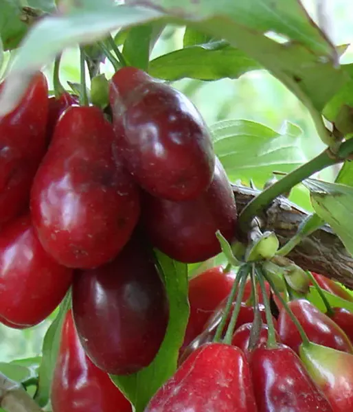 Cornelian Cherry Dogwood (Cornus mas) KOSTIA