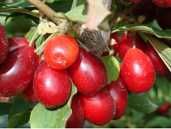 Cornelian Cherry Dogwood (Cornus mas) KRESOWIAK