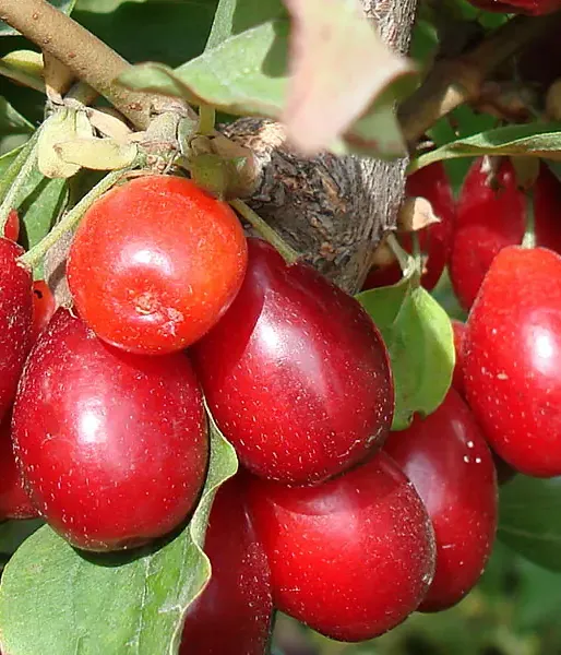 Drieň obyčajný (Cornus mas) OLENA (Yelena) - Tutifruti SK