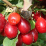 Drieň obyčajný (Cornus mas) OLENA (Yelena)