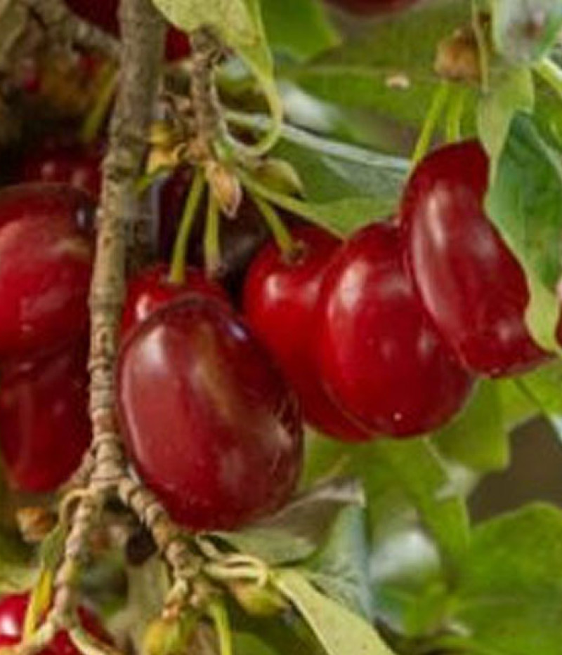 Drieň obyčajný (Cornus mas) MARCELI® - Tutifruti SK