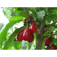 Cornelian Cherry Dogwood (Cornus mas) NIKOLKA