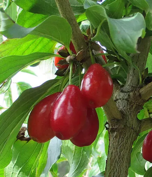 Drieň obyčajný (Cornus mas) NIKOLKA