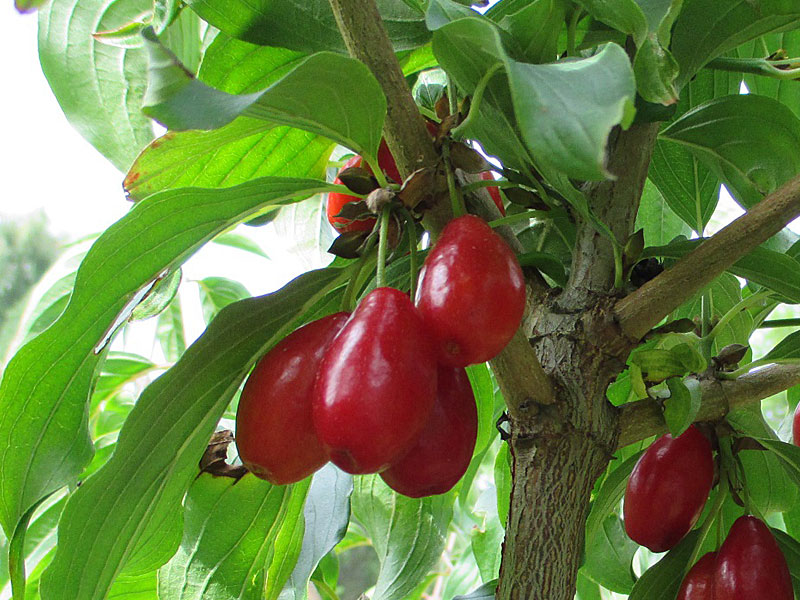Cornelian Cherry Dogwood (Cornus mas) NIKOLKA