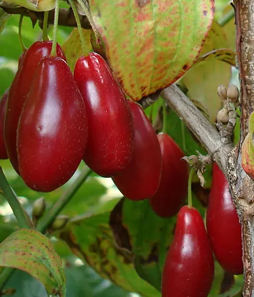 Drieň obyčajný (Cornus mas) DUBLANY