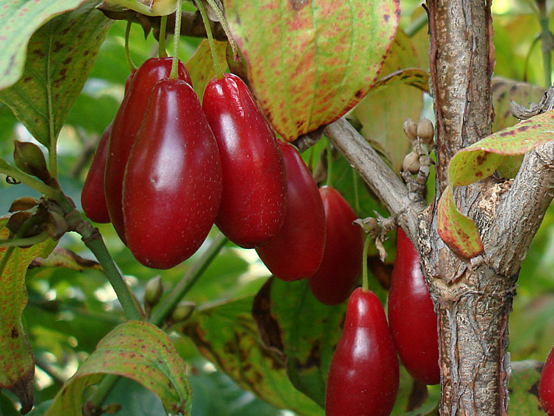 Drieň obyčajný (Cornus mas) DUBLANY