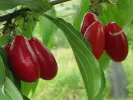 Cornelian Cherry Dogwood (Cornus mas) PACOSZKI - Tutifruti SK