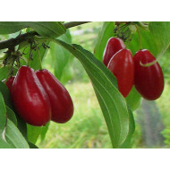 Cornelian Cherry Dogwood (Cornus mas) PACOSZKI