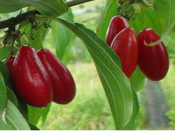 Cornelian Cherry Dogwood (Cornus mas) PACOSZKI