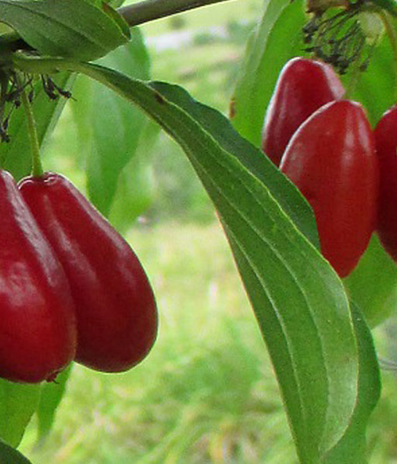 Drieň obyčajný (Cornus mas) PACZOSKI - Tutifruti SK