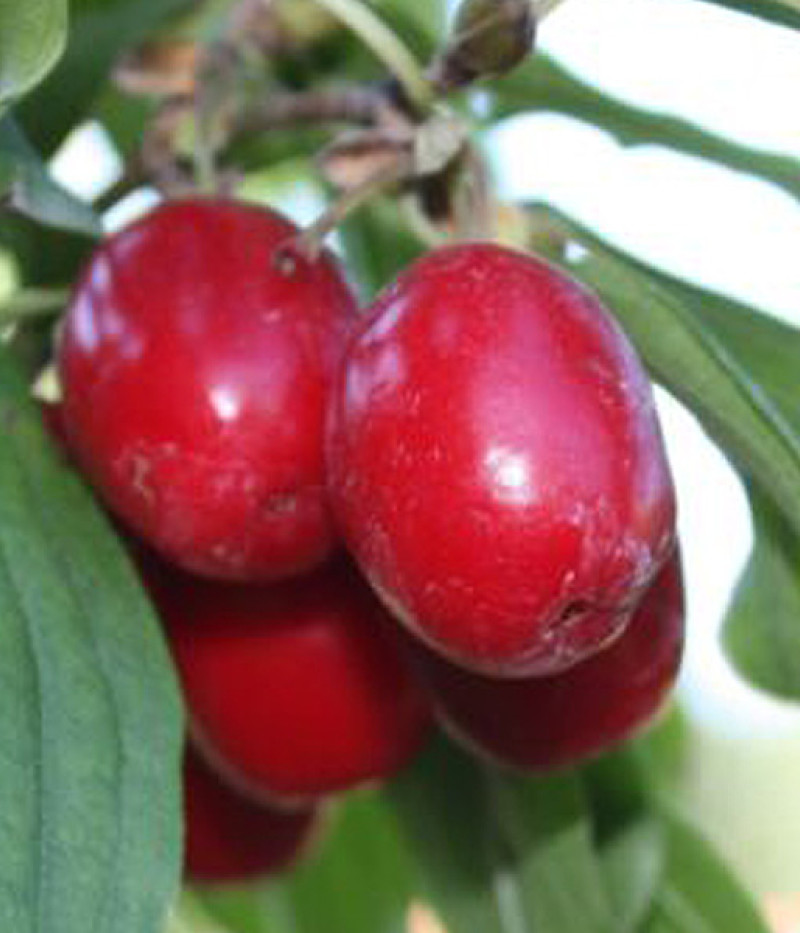 Drieň obyčajný (Cornus mas) PANCHAREVO - Tutifruti SK