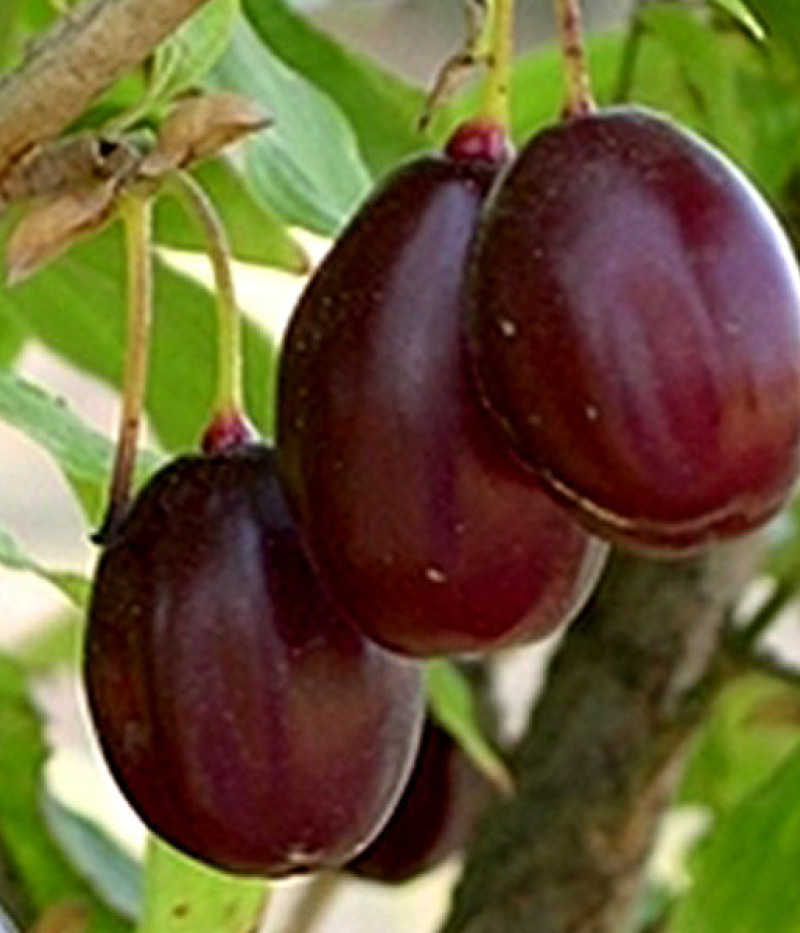 Drieň obyčajný (Cornus mas) MATADOR - Tutifruti SK