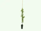 Drieň obyčajný (Cornus mas) BOLESTRASZYCKI® - Tutifruti SK